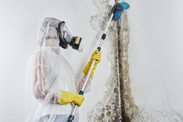 Best Post-Flood Mold Remediation in Augusta, AR