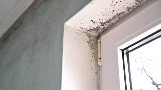 Best DIY Mold Remediation Support Services in Augusta, AR