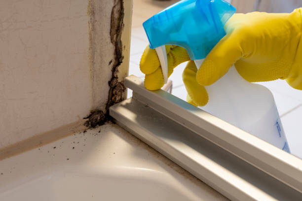 Best Commercial Mold Remediation in Augusta, AR