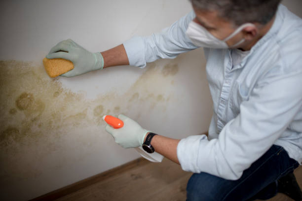 Best Industrial Mold Remediation in Augusta, AR