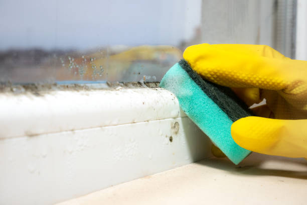 Best Insurance-Related Mold Remediation in Augusta, AR