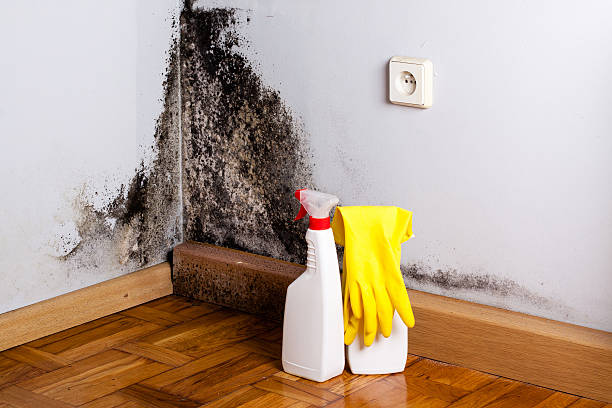 Best Preventive Mold Services in Augusta, AR